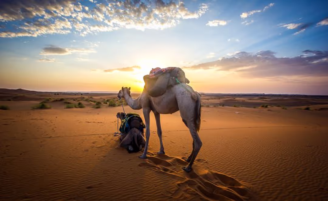 Tour Guiado de 3 Horas a Pie por Marrakech